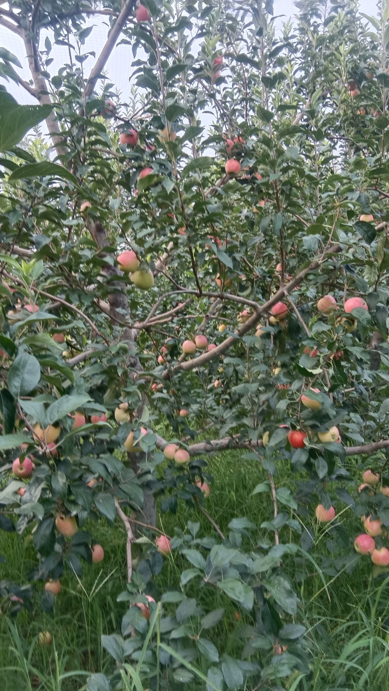 鲁丽苹果