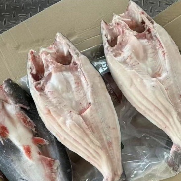 巴沙鱼