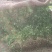 法国皇后西芹苗/安阳滑县西芹苗/带泥发货/