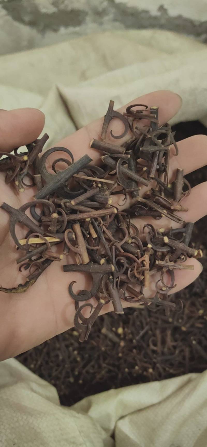 钩藤双钩鲁菏舜中药材批发