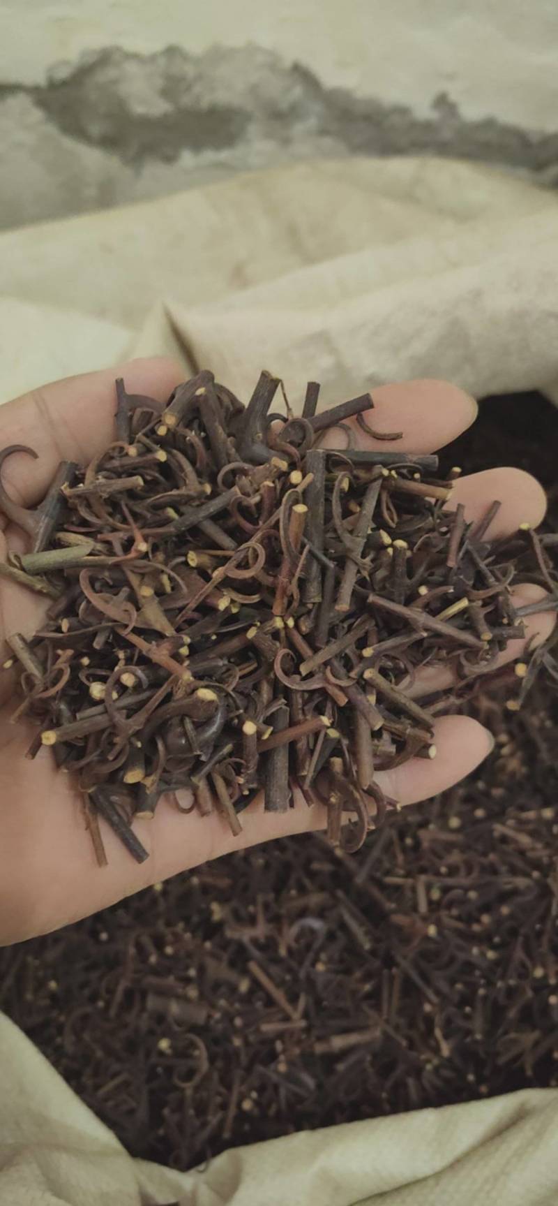 钩藤双钩鲁菏舜中药材批发