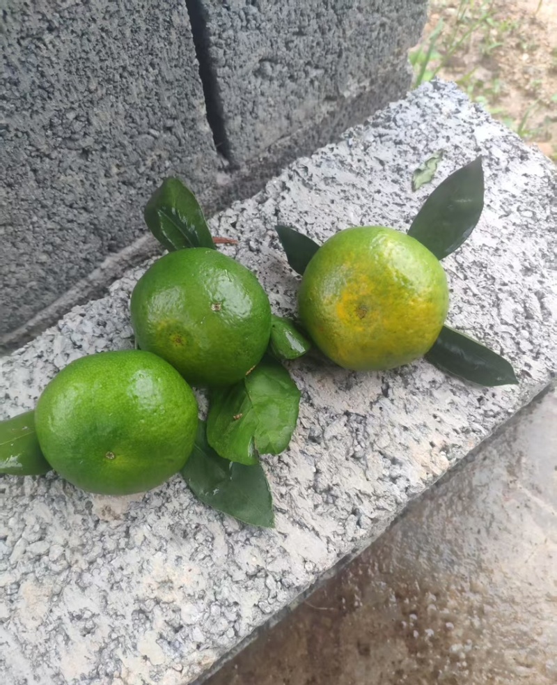蜜桔云南蜜桔口感8分甜2分酸产地直供一手货源
