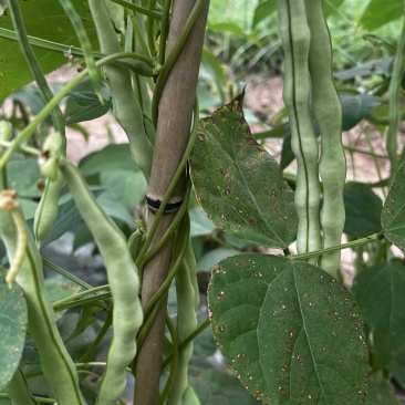白无丝豆角