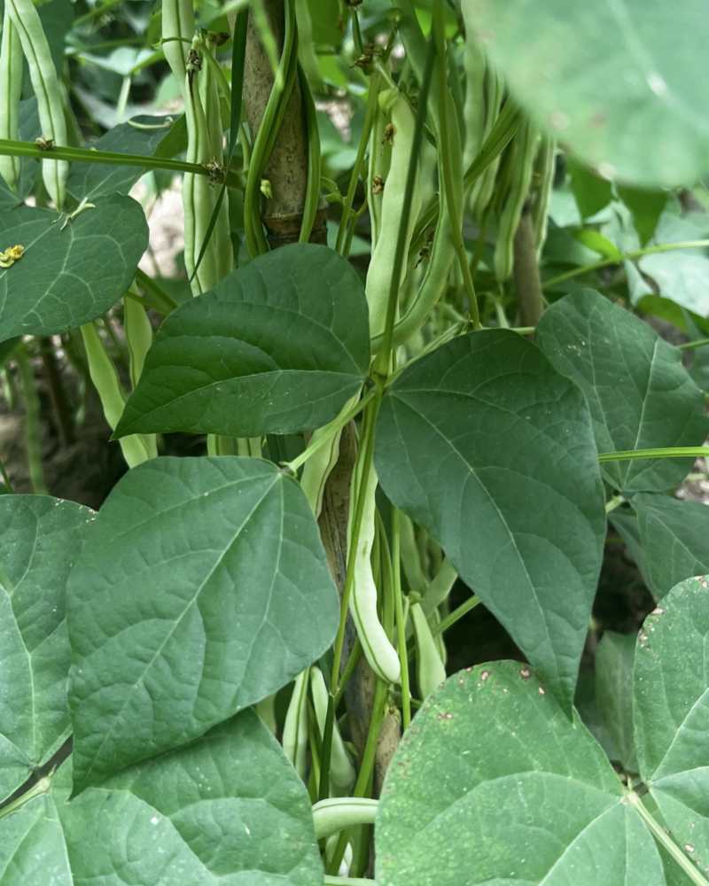 白无丝豆角