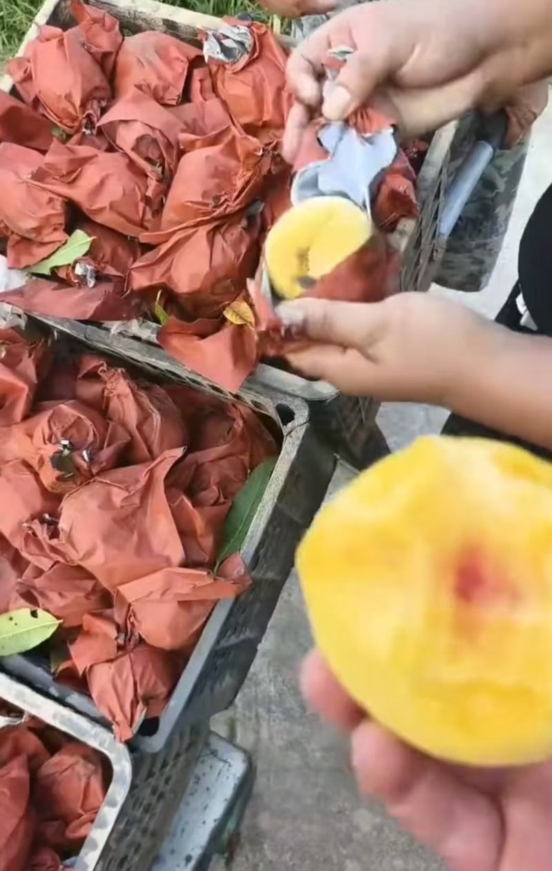 淮安锦绣黄桃