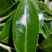 云南勐海普洱茶