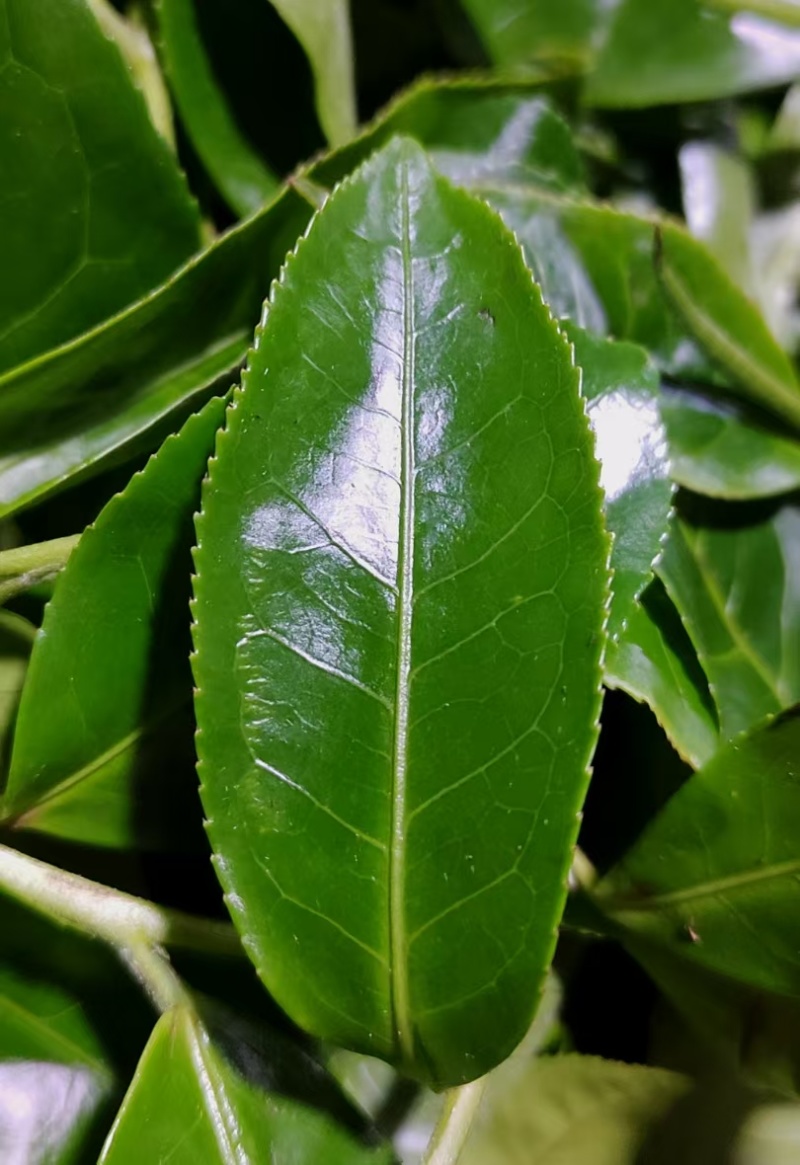 云南勐海普洱茶