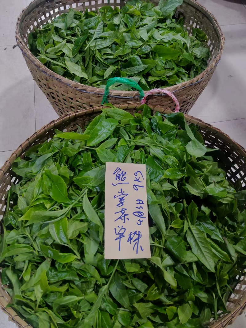 云南勐海普洱茶