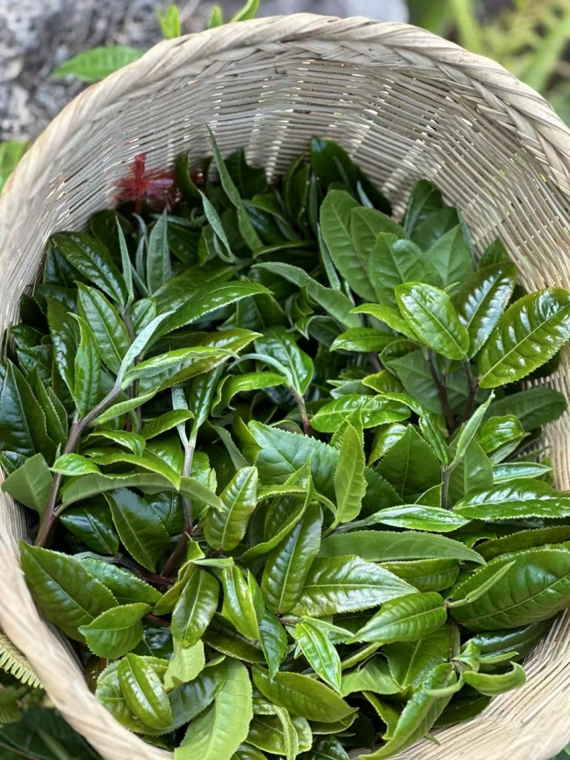 云南勐海普洱茶
