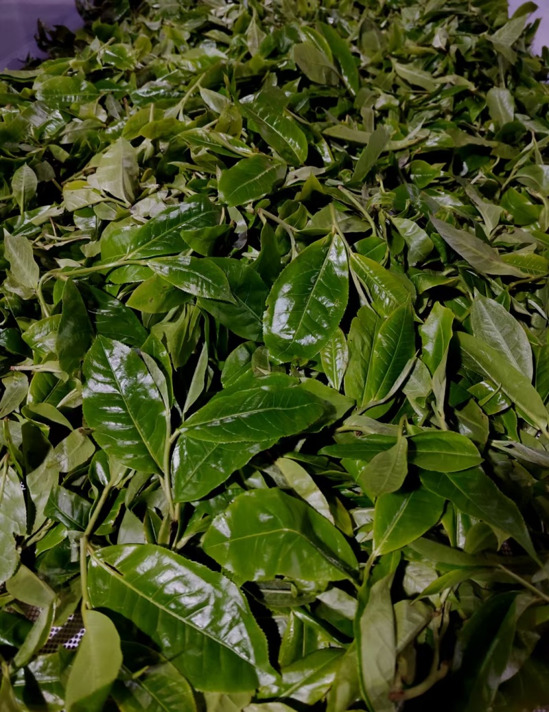 云南勐海普洱茶