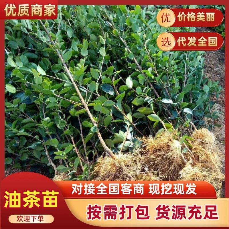 基地直供油茶苗量大从优长林系高产嫁接裸根苗
