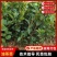 价格可谈量大从优江西油茶苗长林系列2年杯苗30公分以上