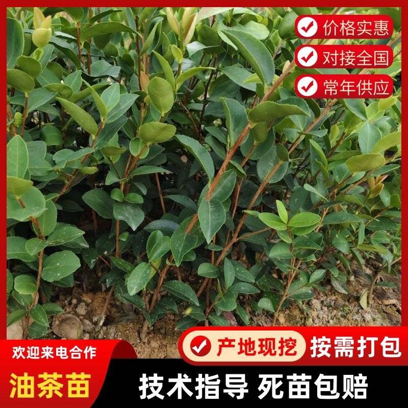 价格可谈量大从优江西油茶苗长林系列2年杯苗30公分以上