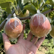 阳信媚梨新梨七号整车批发一件代发