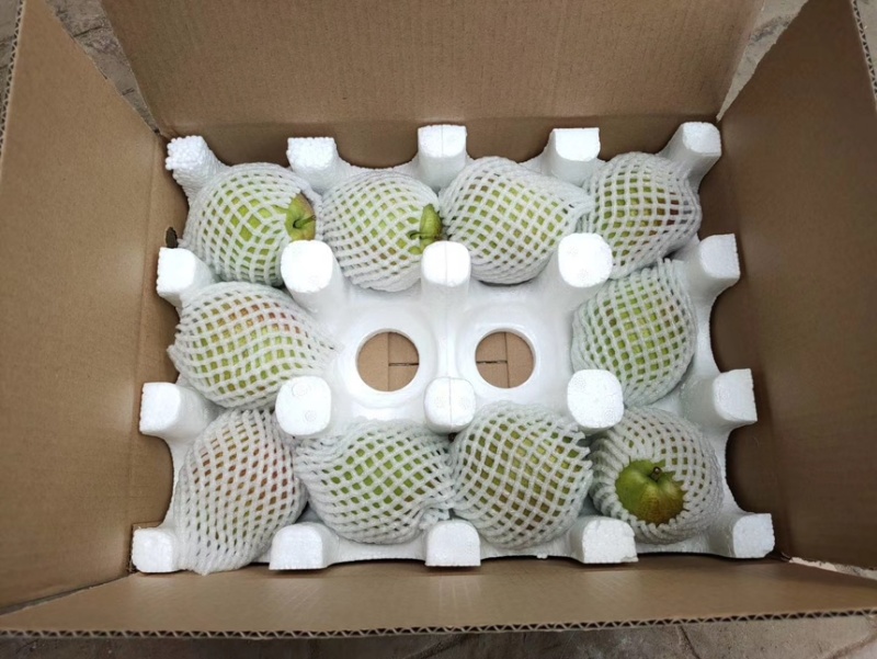 阳信媚梨新梨七号整车批发一件代发