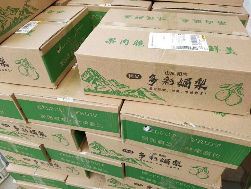 阳信媚梨新梨七号整车批发一件代发