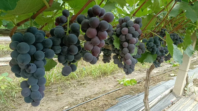 黄河滩巨峰葡萄