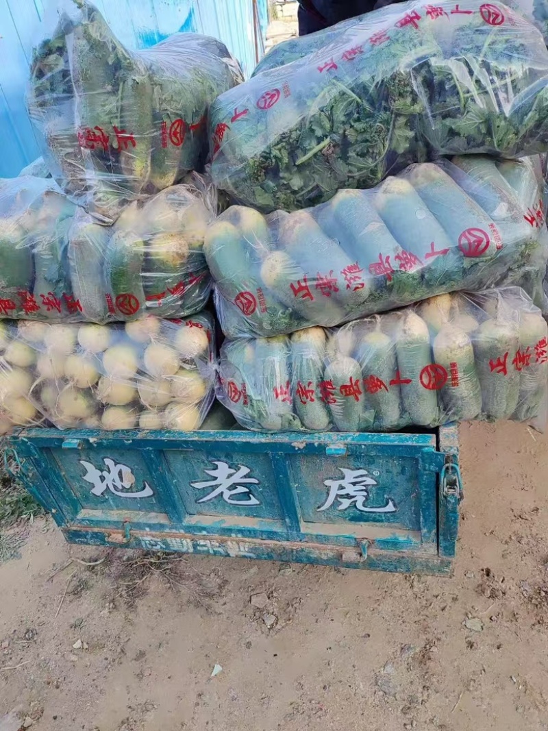 青萝卜，水果萝卜，口感萝卜，希卡利，天星02紫英萝卜