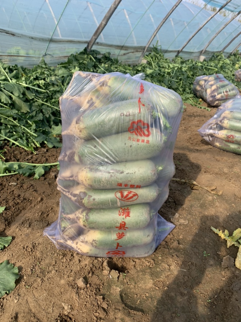 青萝卜，水果萝卜，口感萝卜，希卡利，天星02紫英萝卜