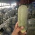 青萝卜，水果萝卜，口感萝卜，希卡利，天星02紫英萝卜