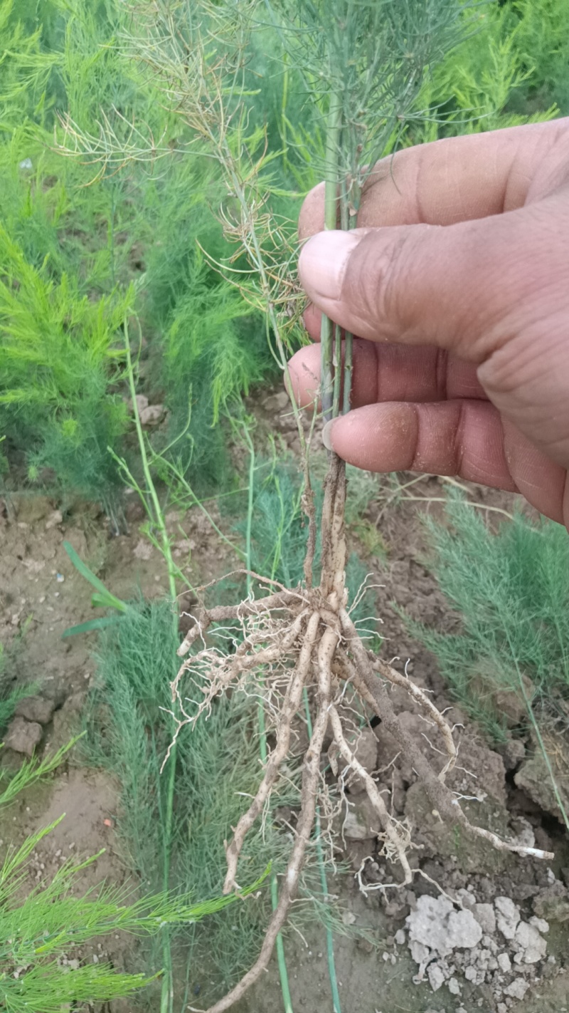 优质芦笋苗根系发达容易成活基地直销质量保证。
