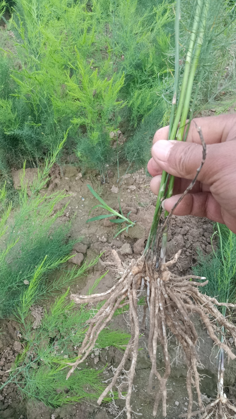 优质芦笋苗根系发达容易成活基地直销质量保证。