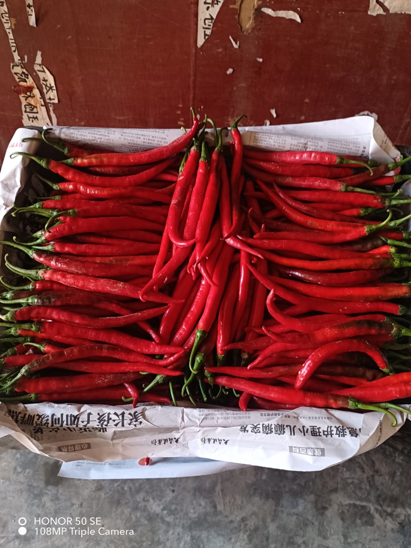 红线椒大量上市欢迎新老客户选购
