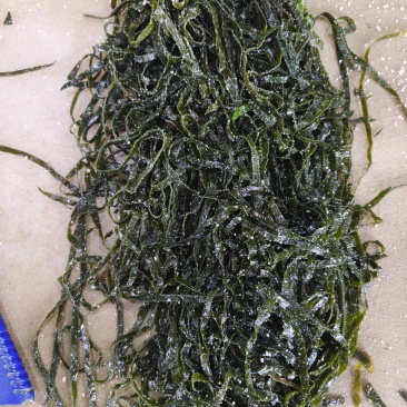 精品腌渍海带边丝