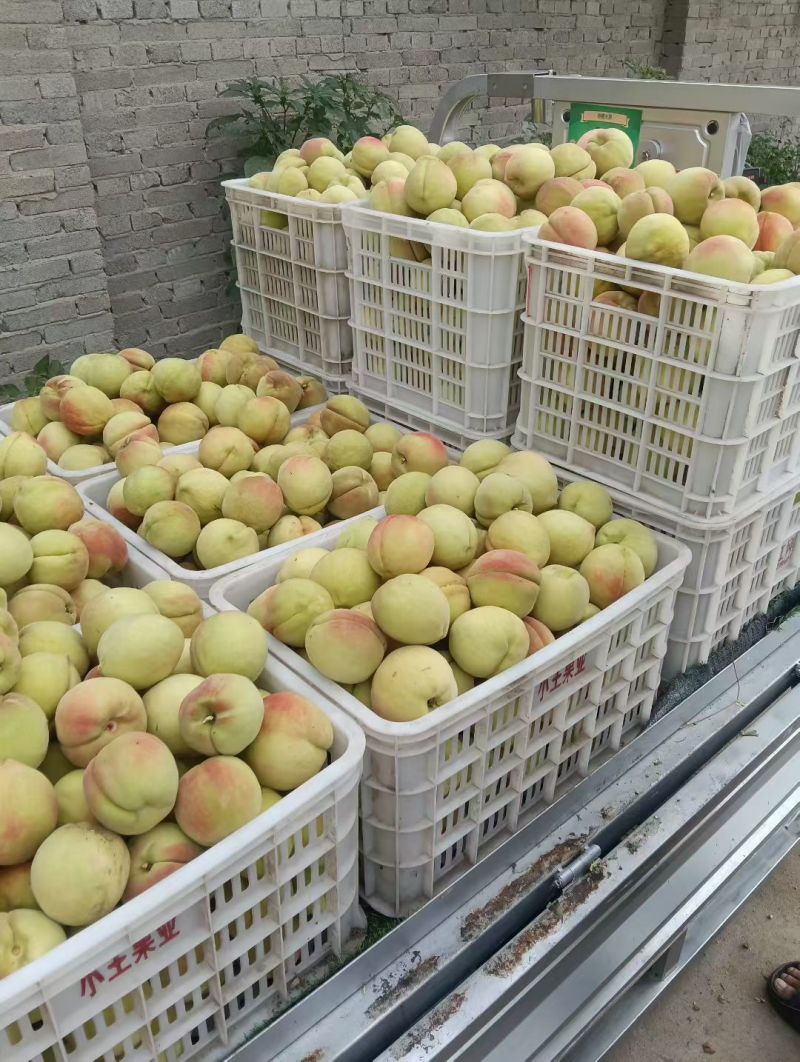 批发北京十四桃