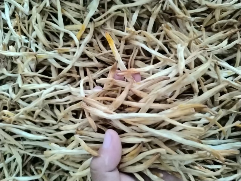 大同广灵县精品黄花菜无任何添加