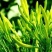 大同广灵县精品黄花菜无任何添加
