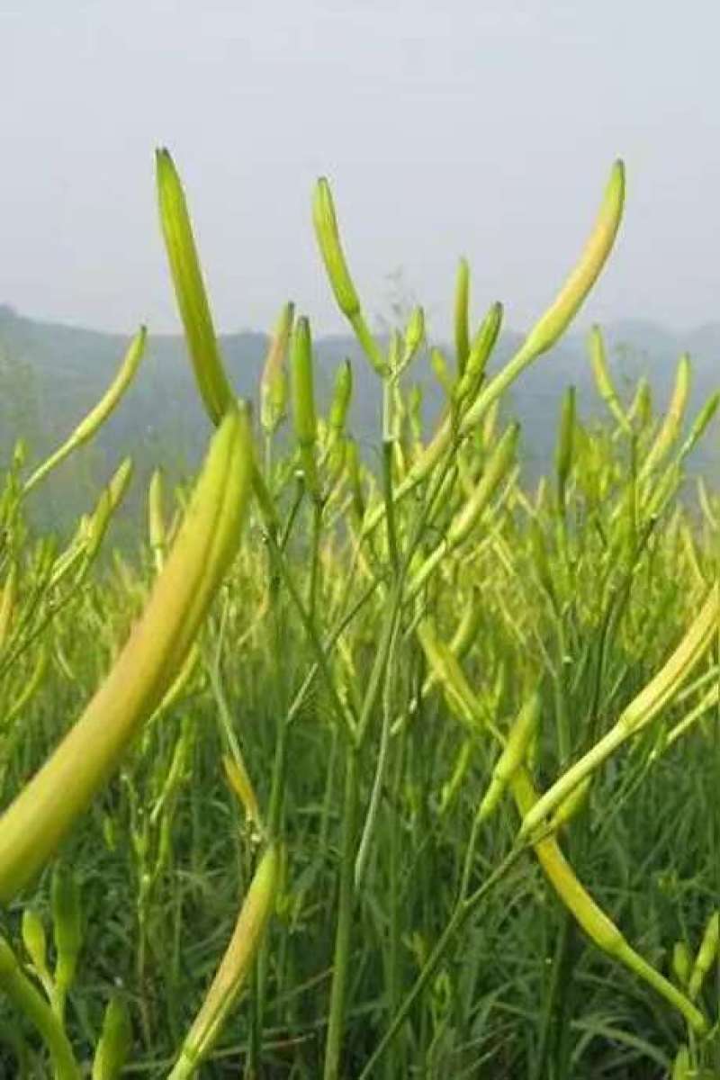 大同广灵县精品黄花菜无任何添加