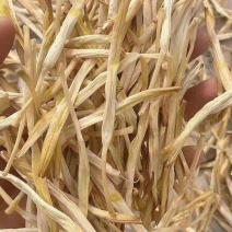 大同广灵县精品黄花菜无任何添加