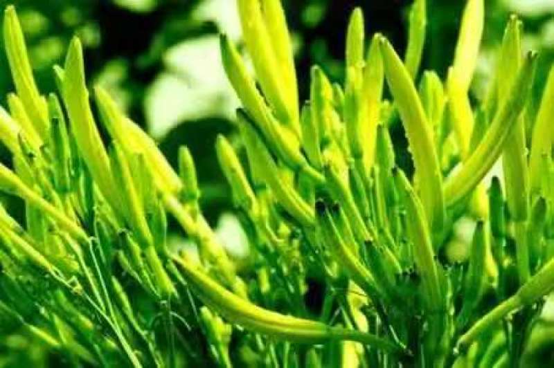 山西黄花菜,大量上市，规格齐全，品质优良，欢迎咨询