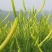 山西黄花菜,大量上市，规格齐全，品质优良，欢迎咨询