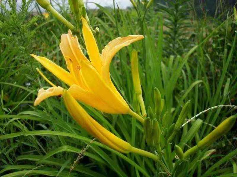 山西黄花菜,大量上市，规格齐全，品质优良，欢迎咨询