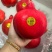 新品种石榴天使红