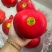 新品种石榴天使红