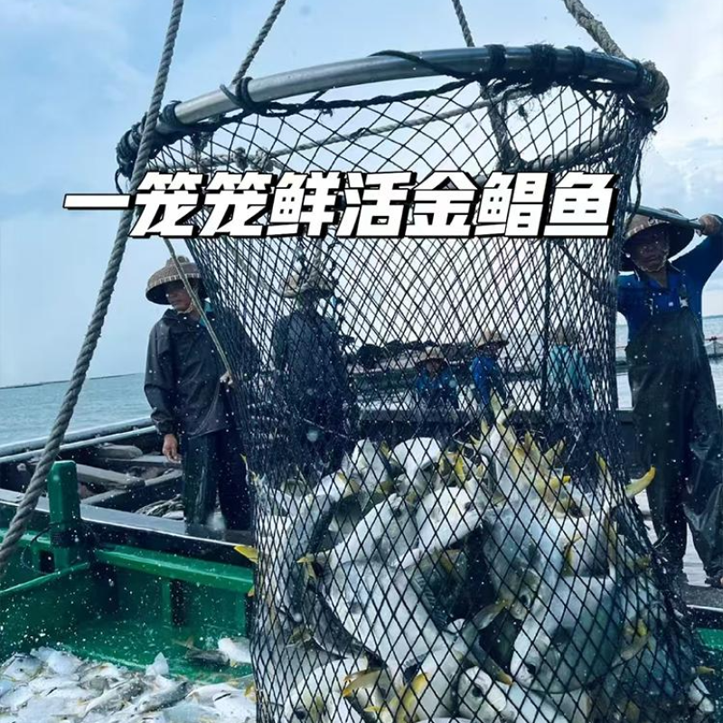 金昌鱼，250-300克，独立真空包装