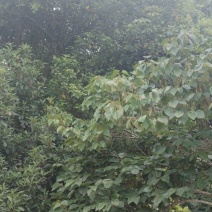 香樟树
