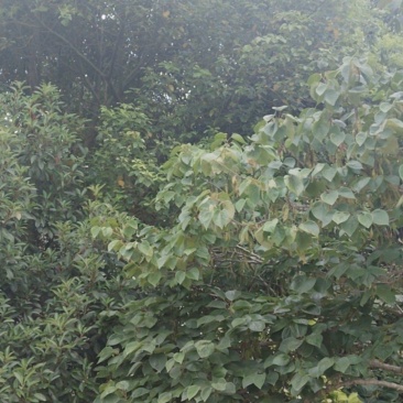 香樟树