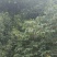 香樟树