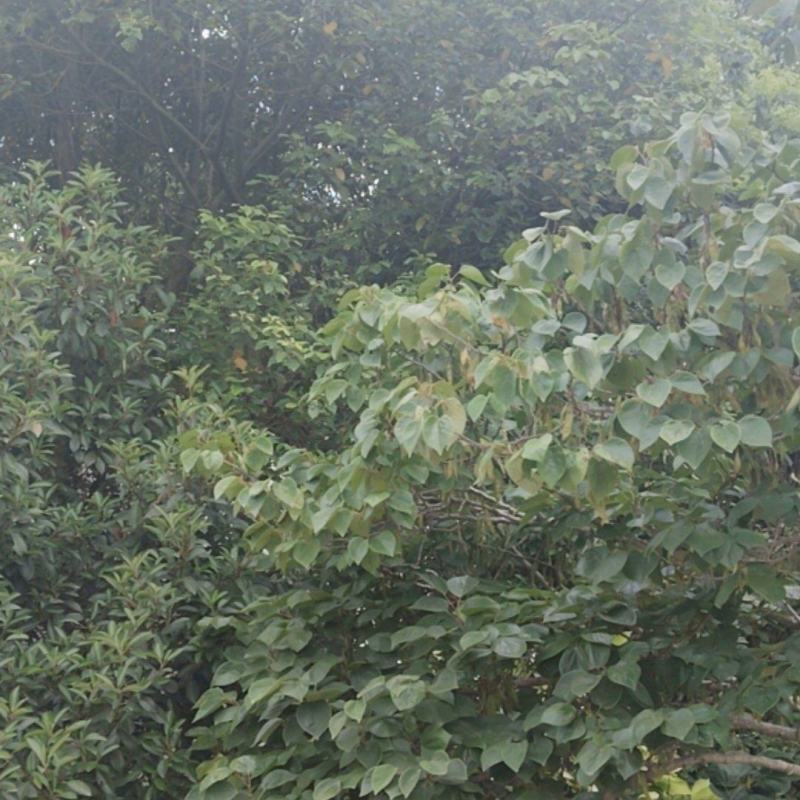 香樟树