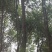 香樟树