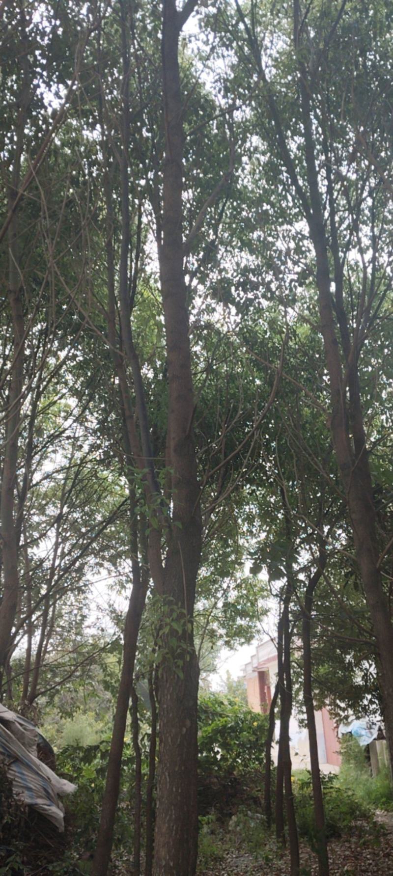 香樟树