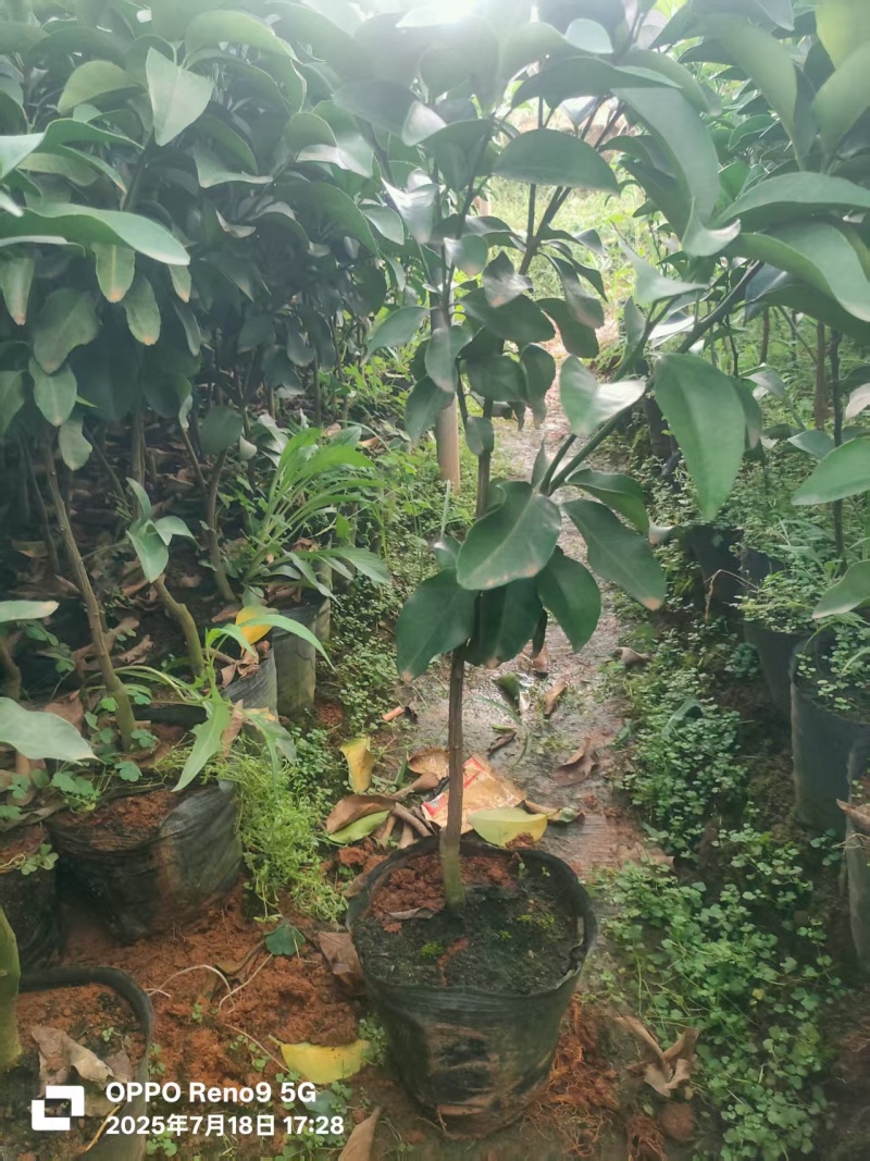 金秋沙糖桔苗供应网棚无菌苗，移植苗，当年苗，假一赔十