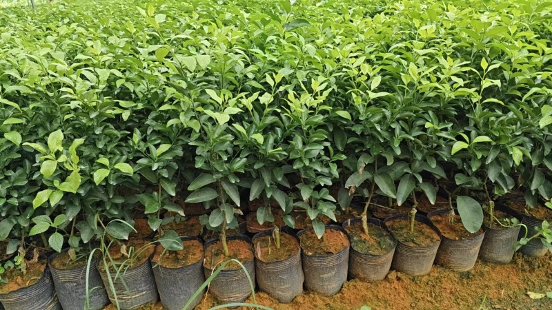 金秋沙糖桔苗供应网棚无菌苗，移植苗，当年苗，假一赔十
