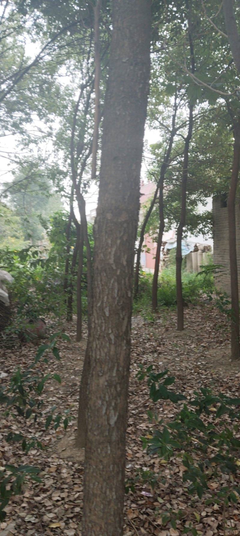香樟树