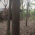 香樟树