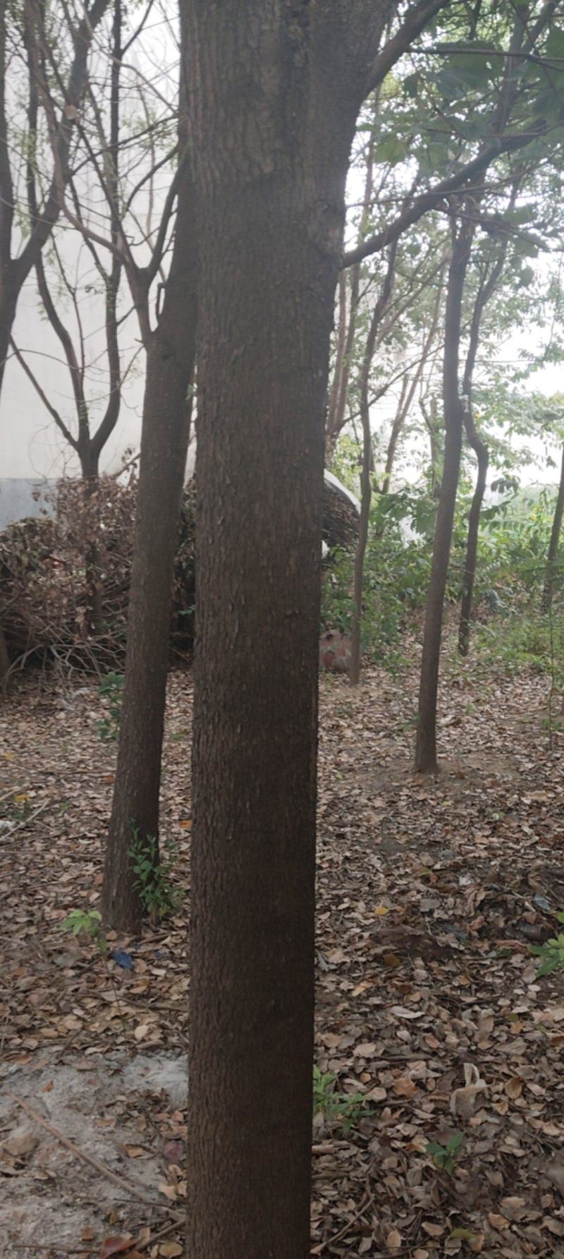 香樟树
